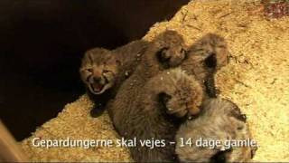 preview picture of video 'Weighing of cheetah cubs'