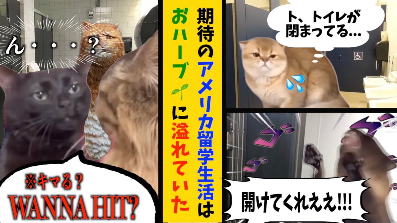 平和で楽しいはずだったアメリカ留学生活は、○○が蔓延していて…【猫ミーム総集編】