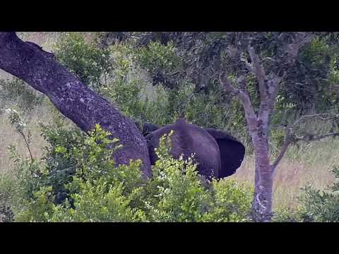 Djuma: Lone Elephant feeding across the dam - 11:08 - 01/19/22