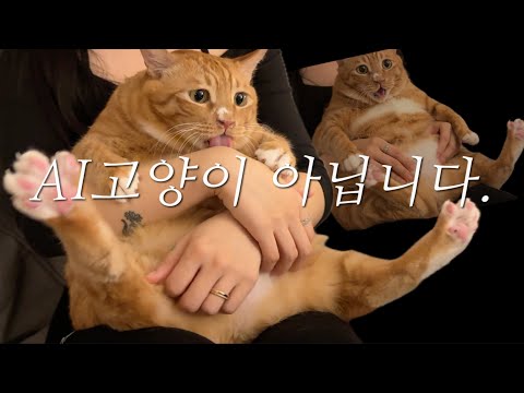 cat-gpt도 못만들어내는 보.디.