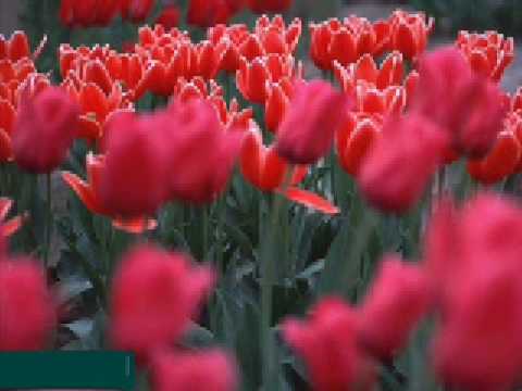 ömer karaoğlu - hasret kafesi