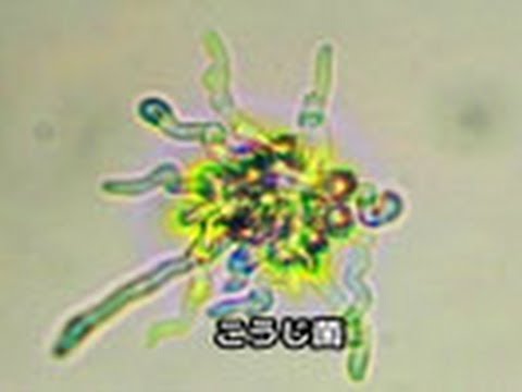 林床: 微生物が食べ物について議論するとき