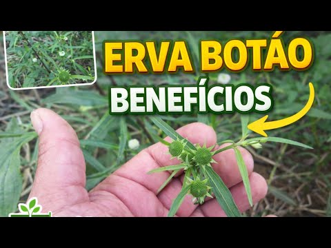 ERVA BOTÃO  benefícios 