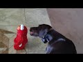 Hanz Reacts To Tickle Me Elmo Toy