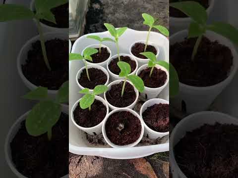 🥒Growing Cucumber in Hydroponics - 18 Days from Sowing 😮😉#cucumber #hydroponics #diy