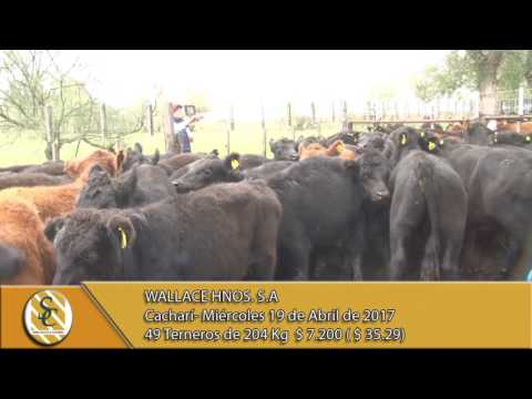 19-04-17 Venta de Machos  - Wallace Hnos. S.A - Cacharí