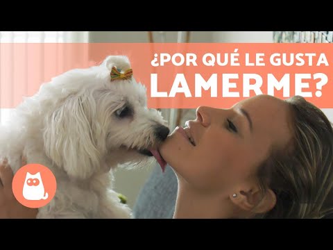 Why does my dog ​​lick me? 🐶👅 (Face, Feet, Hands, and Ears)