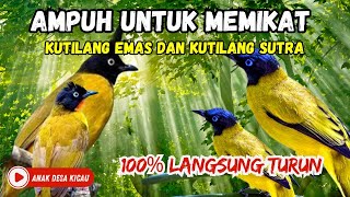 Download lagu Suara Pikat Super Ampuh, Kutilang Sutra Vs kutilang Emas mp3 Download lagu Suara Pikat Super Ampuh, Kutilang Sutra Vs kutilang Emas mp3