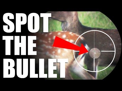 The perfect shot – slow-mo chest shot on a deer – RWS Evolution