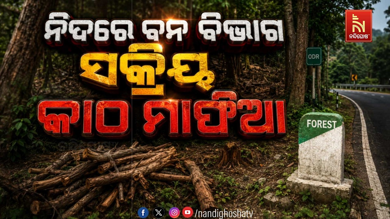 🔴Live | ନିଦରେ ବନ ବିଭାଗ ସକ୍ରିୟ କାଠ ମାଫିଆ
