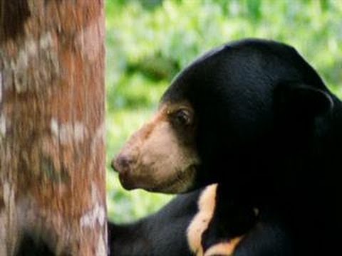 download lagu mp3 mp4 Sun Bear, download mp3 Sun Bear free downloadn, video klip Sun Bear