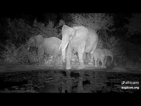 Elephant family gets a drink at KWA