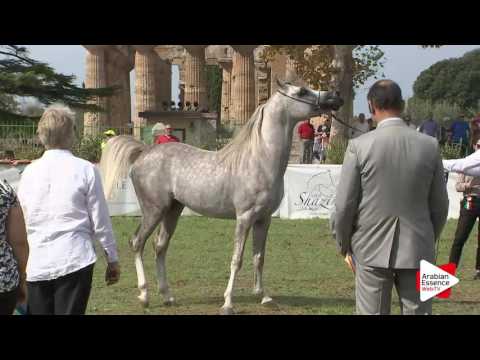 2016 - Italian National Championships - Colts 3 years (Class 3) - 2nd place: n°29 TF ALEANDRO