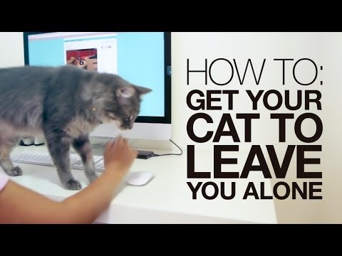 How to get your cat to leave you alone