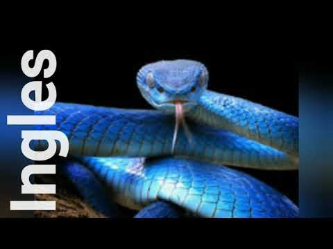 Ingles Pronunciacion Practica De Serpiente (Snake)