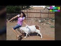 Funny Goats Attacking People Funny Animals Video