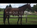 Becca Bella GP Half Arabian Beautiful Bay Mare