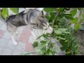 Husky Moldova