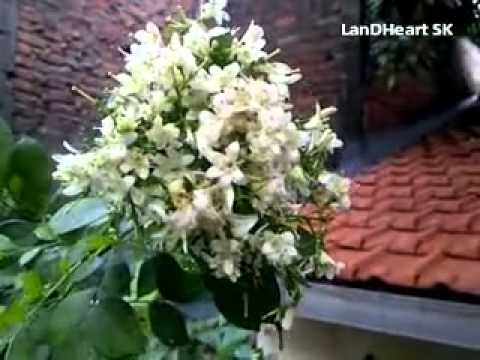 Keyakinan - Jamal Mirdad