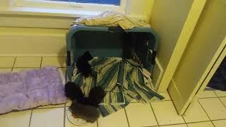 Kittens Try Wet Food For the First Time