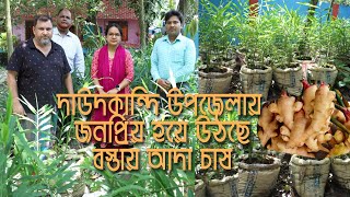 বস্তায় আদা চাষ নিয়ে প্রতিবেদন
