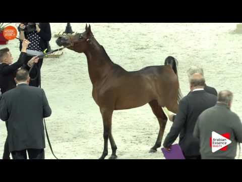 Paris 2016 World Cup - Class CM3 A