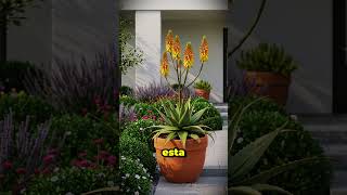 Download lagu What does it mean when aloe vera blooms? #plants #aloevera mp3 Download lagu What does it mean when aloe vera blooms? #plants #aloevera mp3