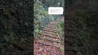 紅葉の森を散歩したら。。。 #ベルリン #シェアハウス #ドイツ #ドイツ生活