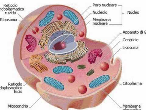 Dolore analgesico nelle articolazioni Che male le nocche