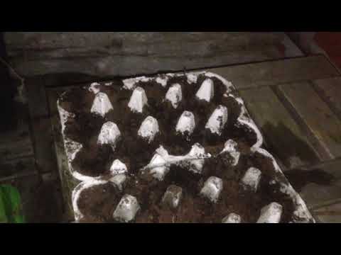 Frösår i äggkartonger i mars