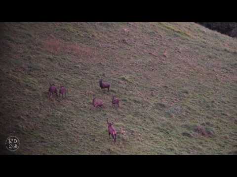 Red Deer's slab HD - Romain Datcharry Wildlife and Nature