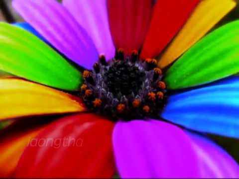 thaj chaw qub instrumental