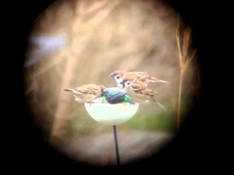 Pilfinkar Birds vid maten food i Brantevik t 2xMelodyGardot 12apr2010_BMN.MPG