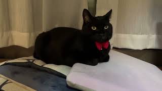 特にタイトルも思い付かない黒猫の動画