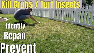 How To Get Rid of Lawn Grubs / Turf Insects in 4 Easy Steps