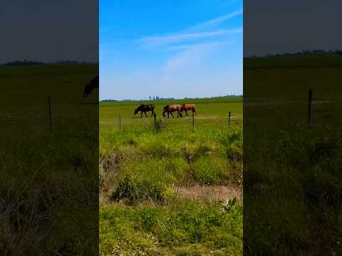 Caballos y Campo en Gándara partido de Chascomús Buenos Aires Argentina