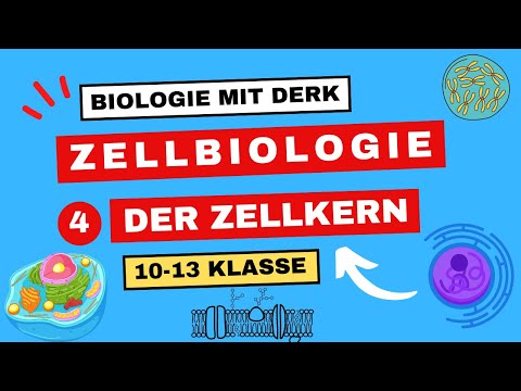 Zellbiologie | 4 | Zellkern (& Nukleolus) | 10 - 13 Klasse