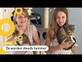 Asielen zitten overvol, kittens logeren bij gastgezinnen