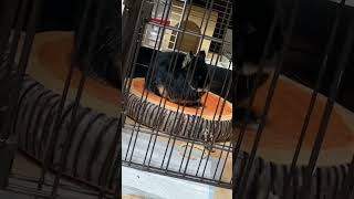 ただウサギが気持ち良く寝てる動画
