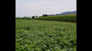 Comment réussir la culture du soja fourrager bio en Suisse