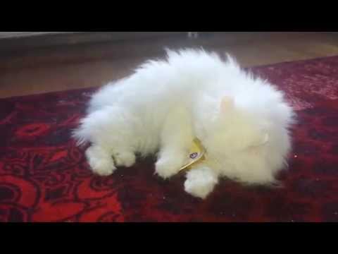 Kat Thomas gek op zijn Albert Hein AH maaltijd