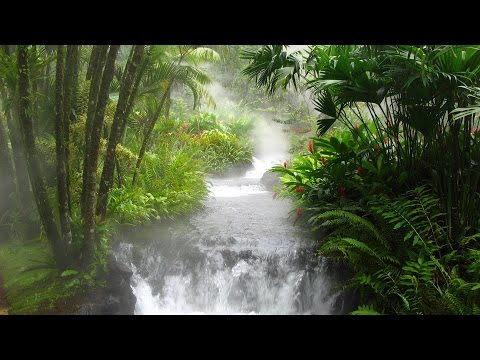 Jungle Music & Tribal Music - Lost Rainforest