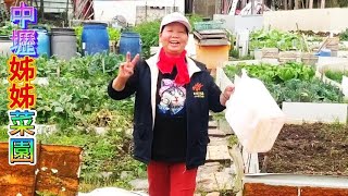 姊姊菜園2月14日