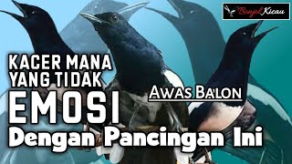 Download lagu Pancingan Kacer Bahan Agar Cepat Emosi Dan Mau Buka Ekor Langsung Nyaut - BONJOL KICAU mp3
