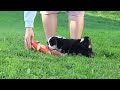 Mixed Breed dogs for sale: Oakley - Video 1