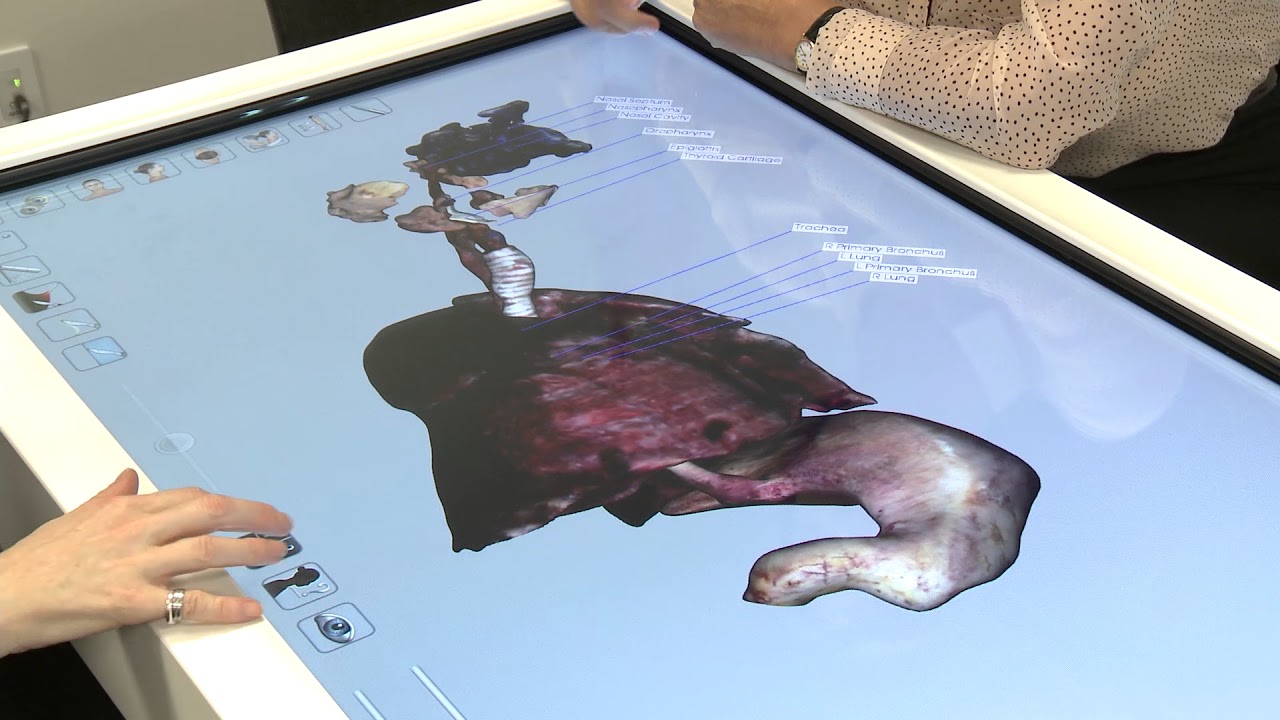 The Respiratory System