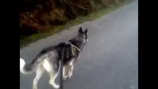 preview picture of video 'Husky Rollerblading Castletownbere Beara'
