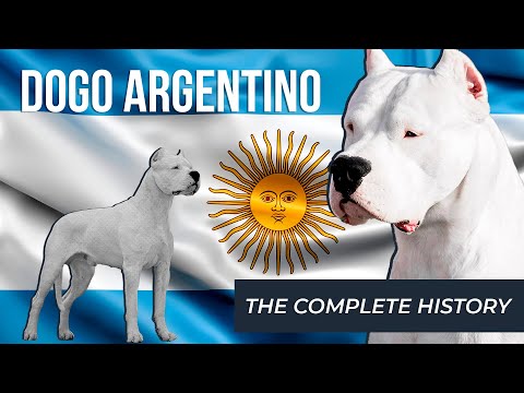 Dogo Argentino | The COMPLETE History