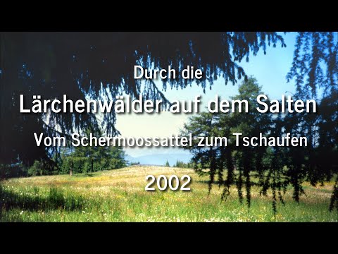 Durch die Lärchenwälder auf dem Salten