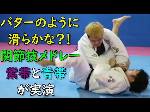 紫帯 & 青帯が関節技メドレー #ブラジリアン柔術 #BJJ